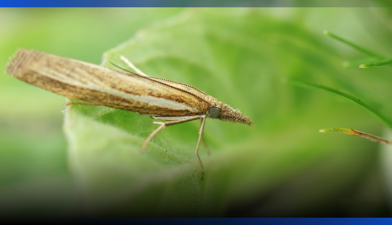 Image for В Минсельхозе обсудили подготовку к защите урожая от саранчи